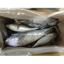 Whole Round IQF Bonito Fish (750g+)